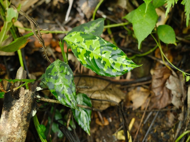 Aglaonema pictum