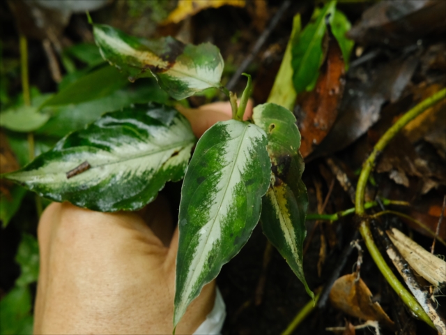 Aglaonema pictum
