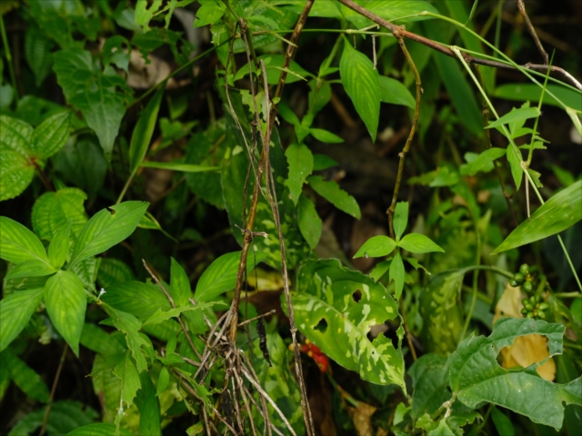 Aglaonema pictum