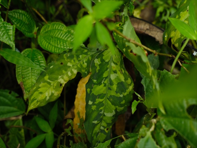 Aglaonema pictum