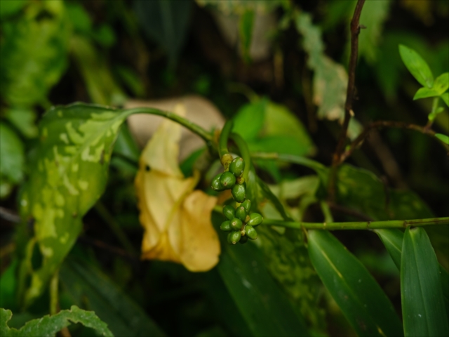 Aglaonema pictum