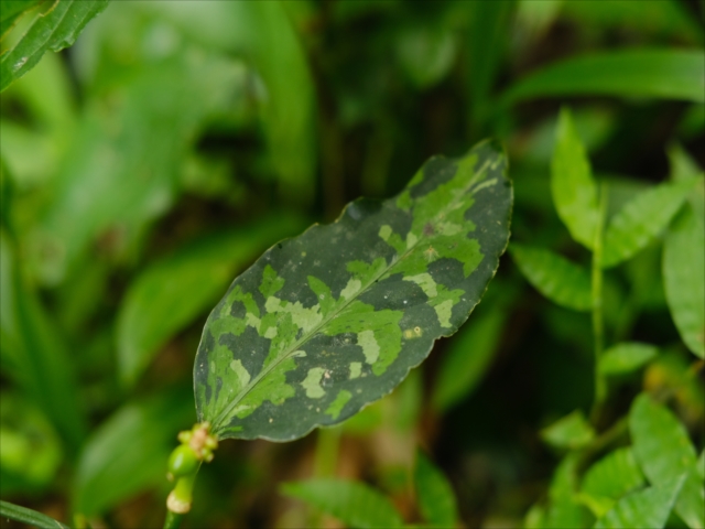 Aglaonema pictum