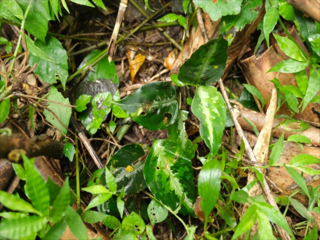 Aglaonema pictum