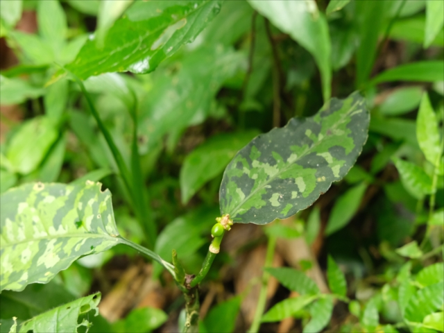Aglaonema pictum