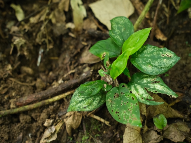 正規タグ付き　Homalomena sp. \