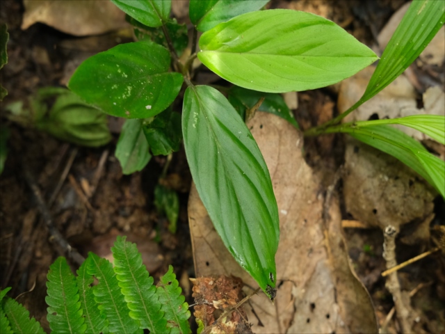 Homalomena sp from Padangsidempuan【AZ1123-18】 - azulaquarium's diary