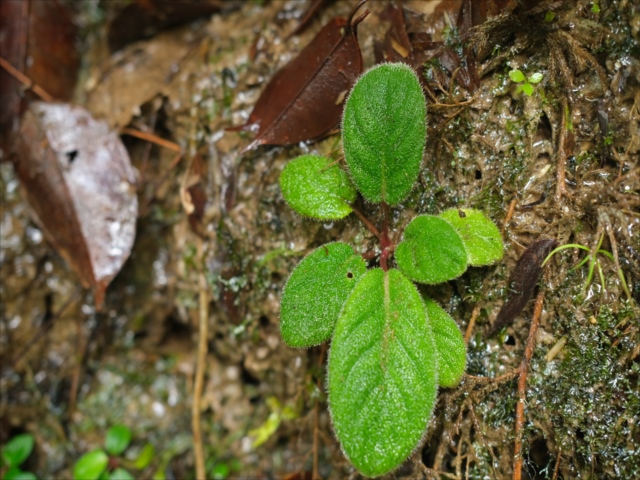 ホマロメナ sp.Padang Sidempuan Sumatra Utara Homalomena sp from Padangsidempuan【AZ1123-19】 - azulaquarium's diary