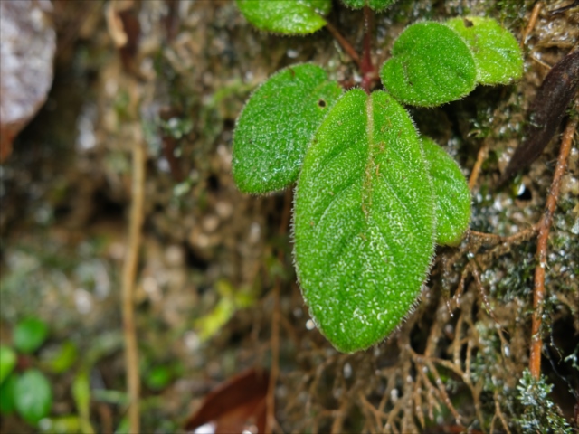 Homalomena sp from Padangsidempuan【AZ1123-19