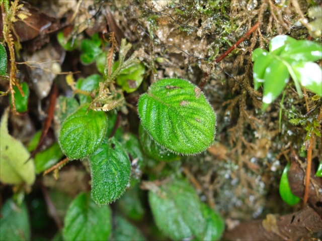 Homalomena sp from Padangsidempuan【AZ1123-19