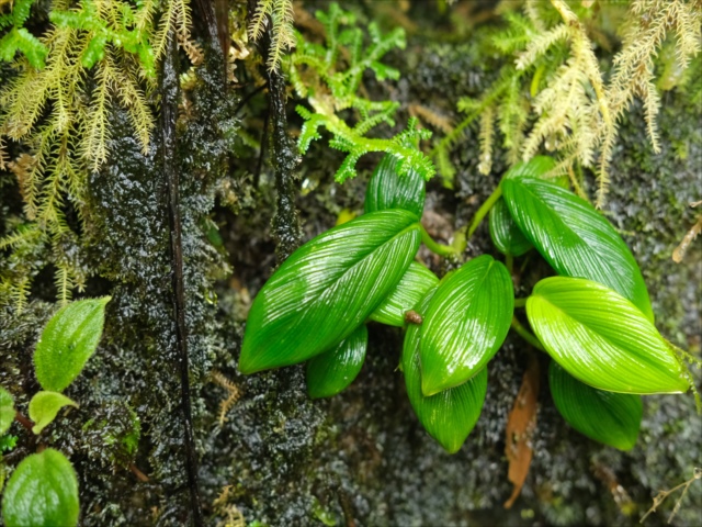 ホマロメナ sp.Padang Sidempuan Sumatra Utara Homalomena sp from Padangsidempuan【AZ1123-19】 - azulaquarium's diary