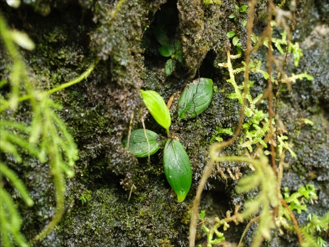 Homalomena sp from Padangsidempuan【AZ1123-19】 - azulaquarium's diary
