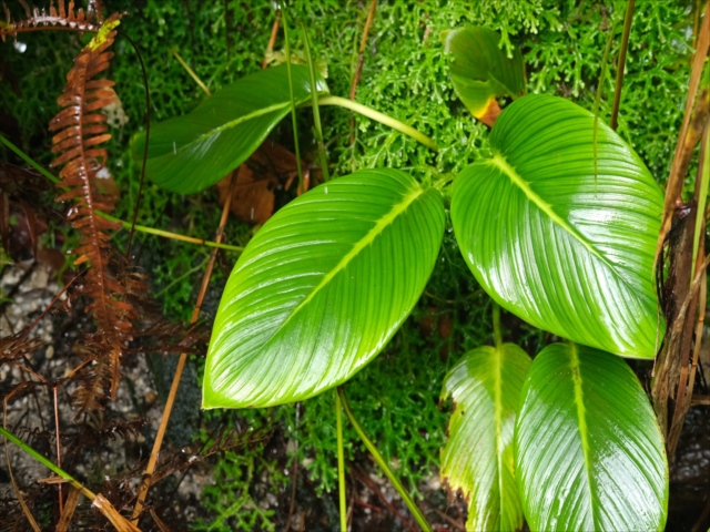 Homalomena sp from Padangsidempuan【AZ1123-19