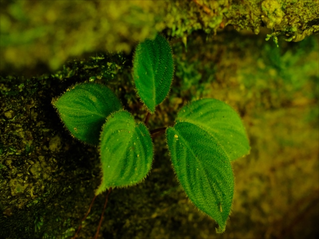 ホマロメナ sp.Padang Sidempuan Sumatra Utara Homalomena sp from Padangsidempuan【AZ1123-19】 - azulaquarium's diary
