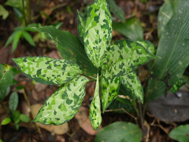Aglaonema pictum