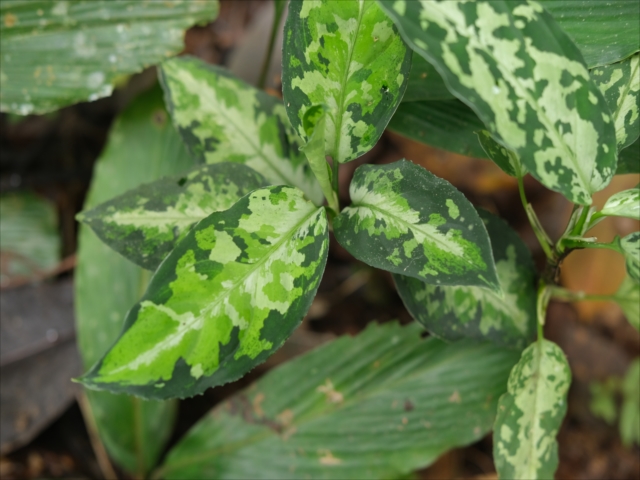 Aglaonema pictum