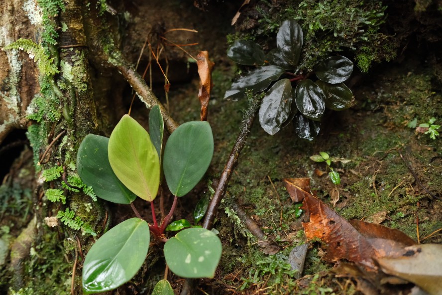 Homalomena sp BNN from Sibolga timur【AZ1223-2