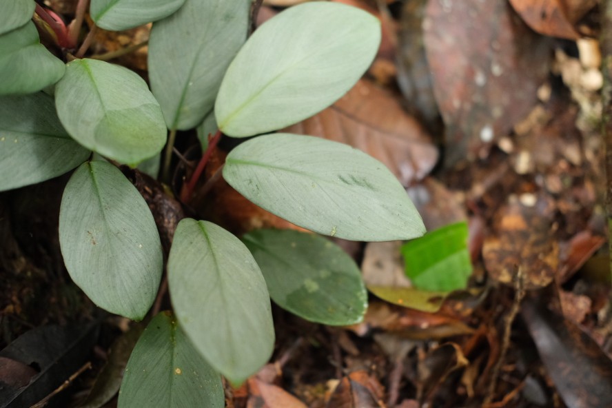 ④増殖株 homalomena sp.銀甲冑 ホマロメナ - メルカリ
