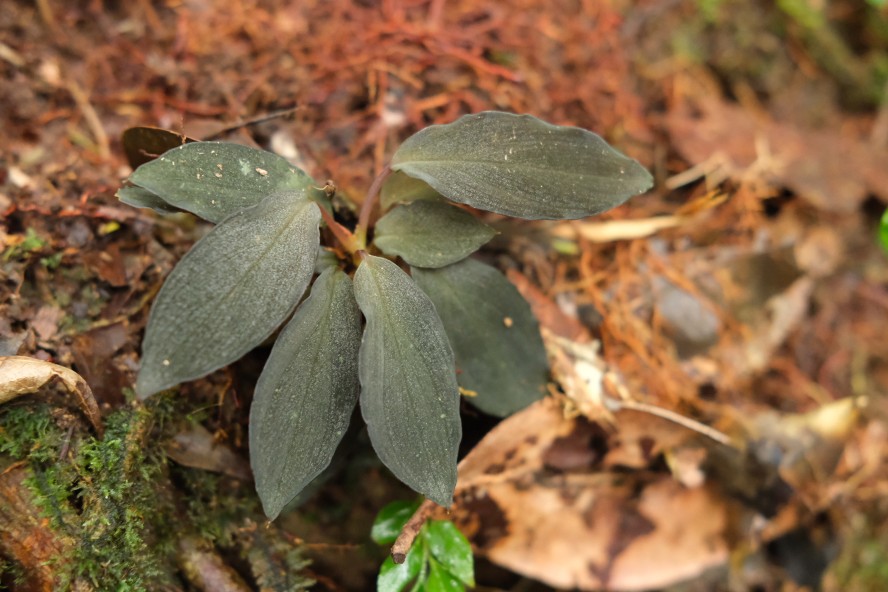 AZ便 Homalomena sp“銀甲冑” AZ0724-2otr - メルカリ