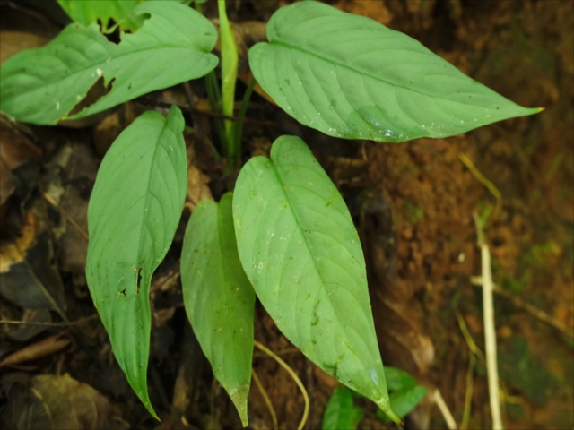 ホマロメナ homalomena lemon peel 正規タグ付き ホマロメナ