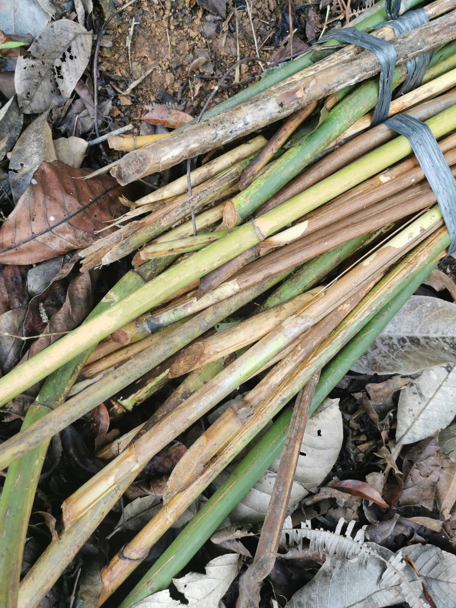 AZ便　Homalomena sp“銀甲冑” AZ0724-2otr② AZ便 Homalomena sp“銀甲冑” AZ0724-2otr - メルカリ