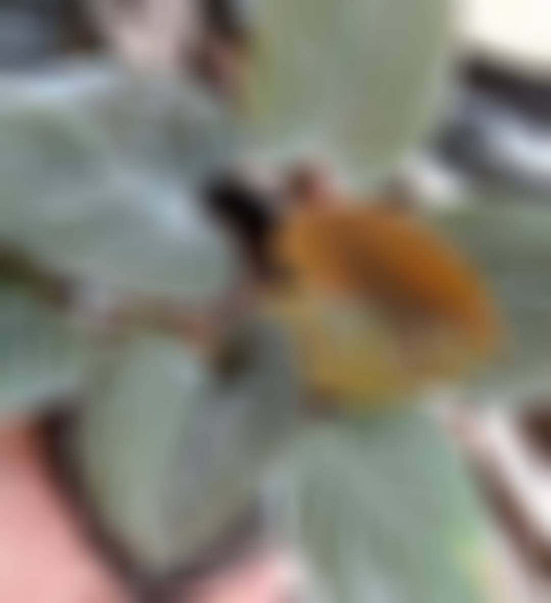 Homalomena sp