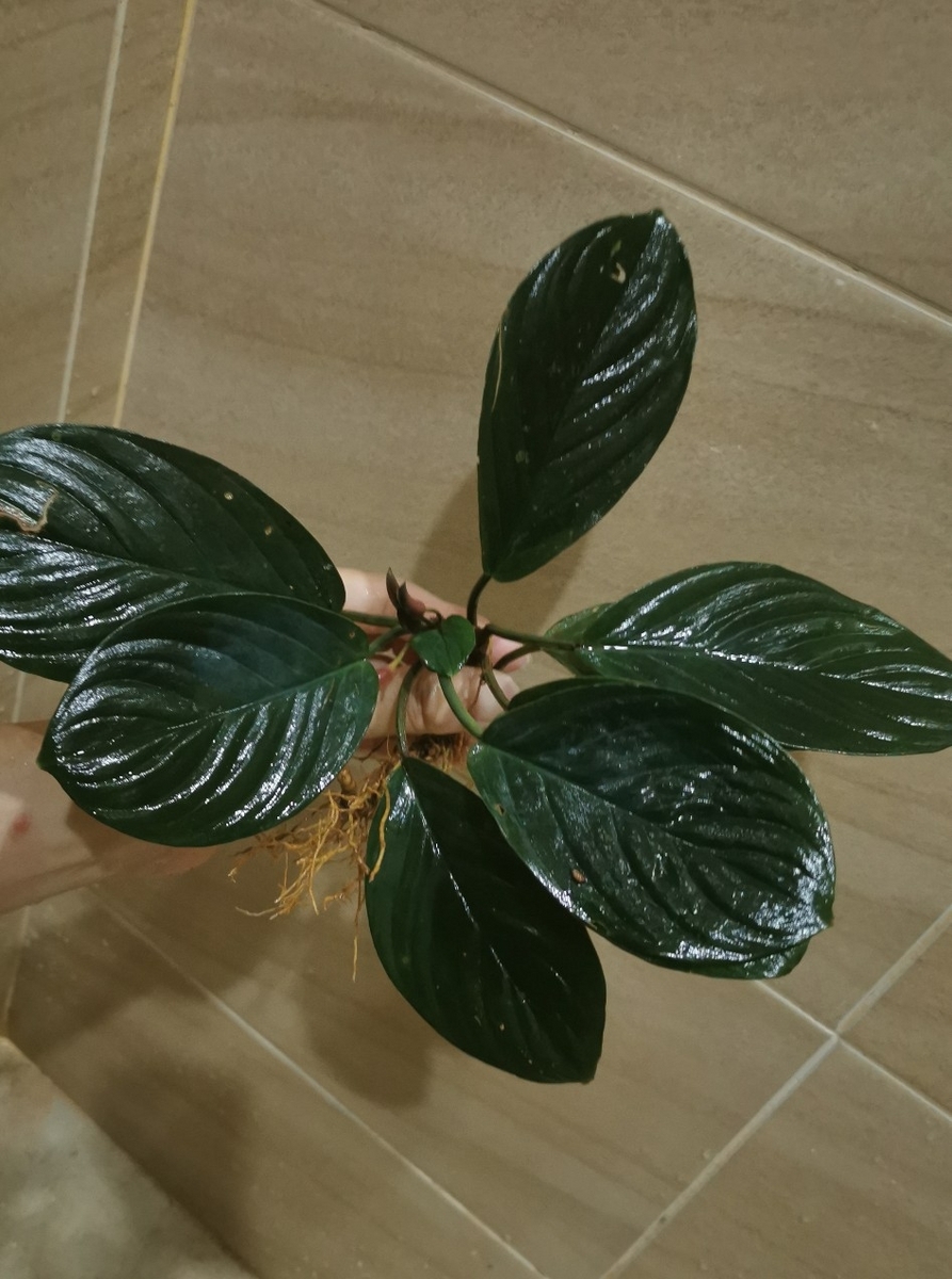 Homalomena sp