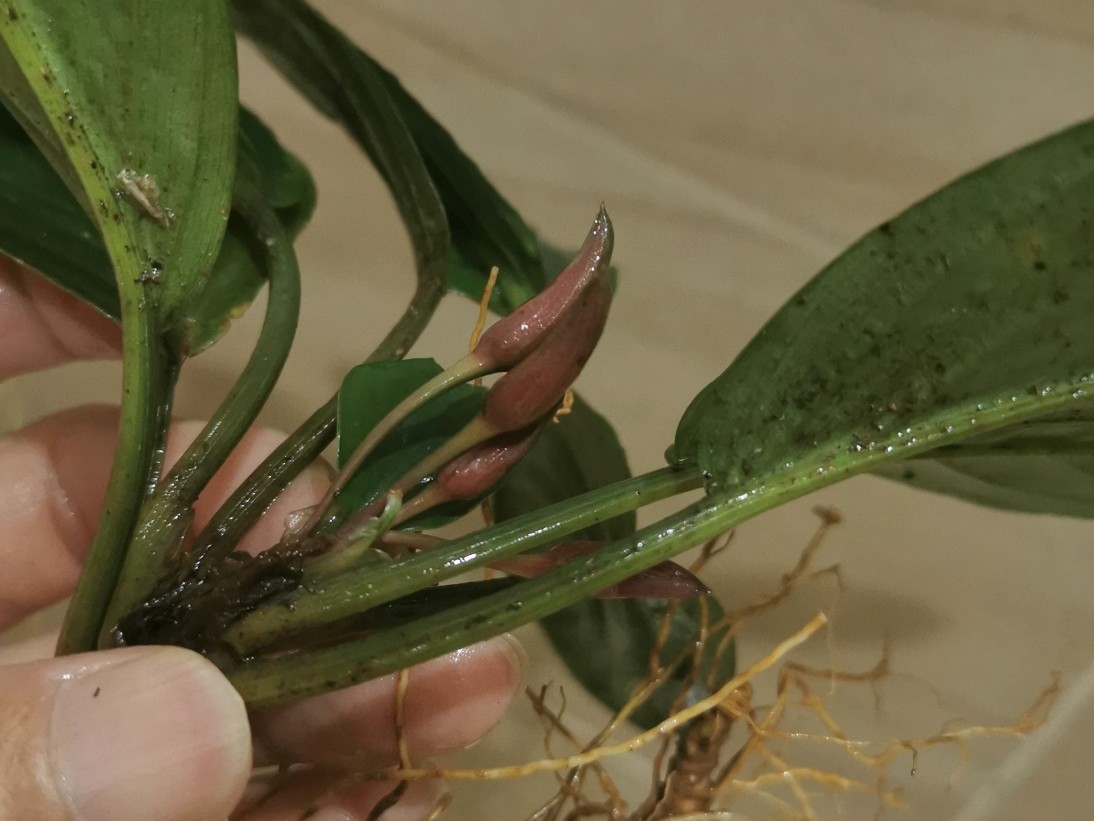 Homalomena sp