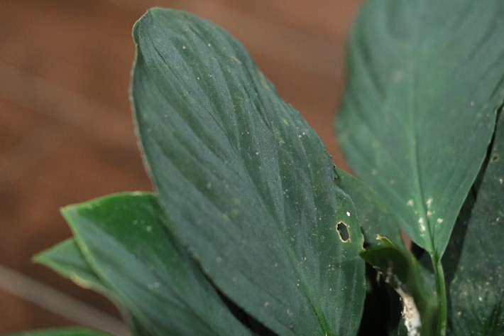 Homalomena sp