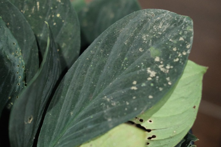 Homalomena sp