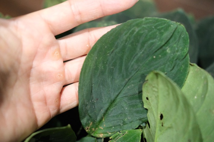 Homalomena sp