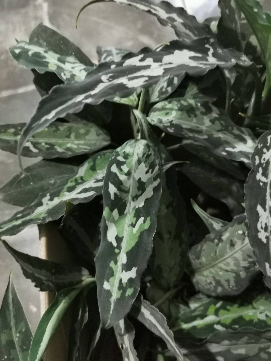 AZ便　Homalomena sp“銀甲冑” AZ0724-2otr AZ便 Homalomena sp“銀甲冑” AZ0724-2otr