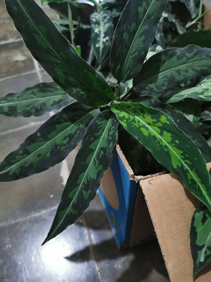 AZ便　Homalomena sp“銀甲冑” AZ0724-2otr AZ便 Homalomena sp“銀甲冑” AZ0724-2otr