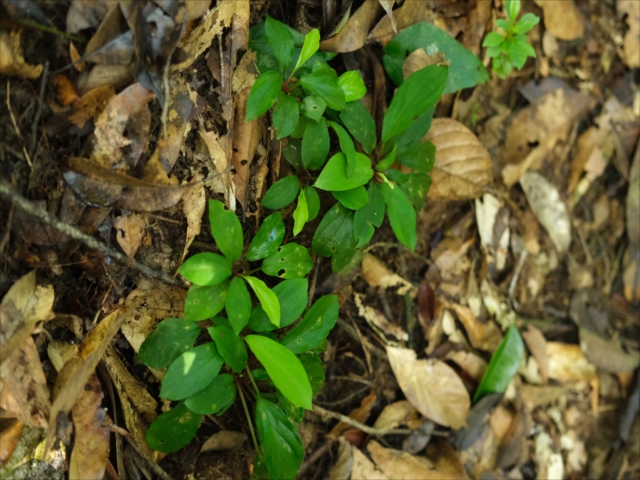 黙って山を抱く【AZ0424-1】【AZ0424-2】 - azulaquarium's diary