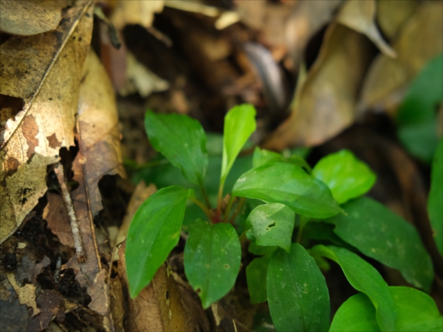 AZ便　Homalomena sp“銀甲冑” AZ0724-2otr AZ便ホマロメナ色々入荷しました。そしてGWの営業時間です