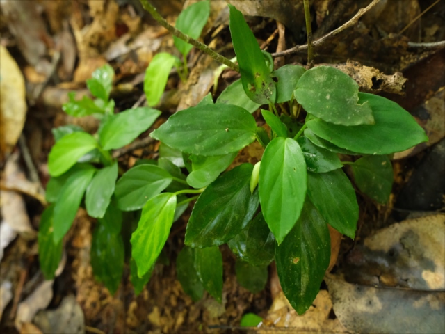 AZ便 Homalomena sp“銀甲冑” AZ0724-2otr - メルカリ