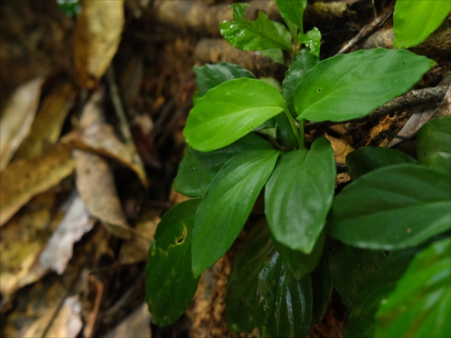 AZ便　Homalomena sp“銀甲冑” AZ0724-2otr AZ便 Homalomena sp“銀甲冑” AZ0724-2otr - メルカリ