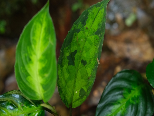Aglaonema　Pictum \"銀嶺三色\" CATEGORY アグラオネマ | Green Note