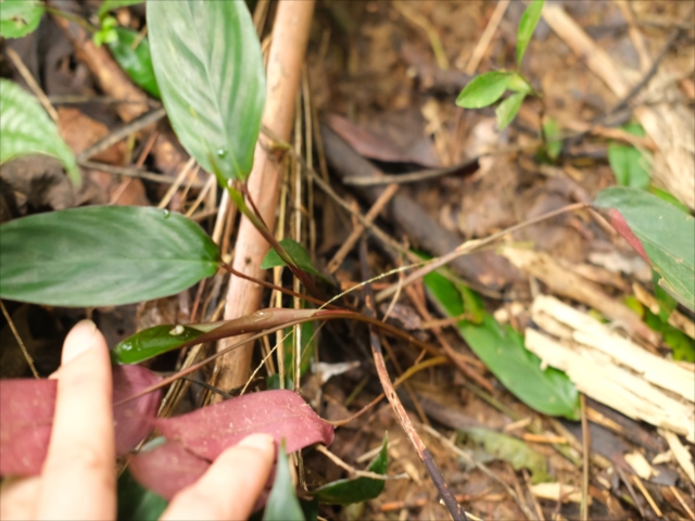 AZ便　Homalomena sp“銀甲冑” AZ0724-2otr② AZ便 Homalomena sp“銀甲冑”