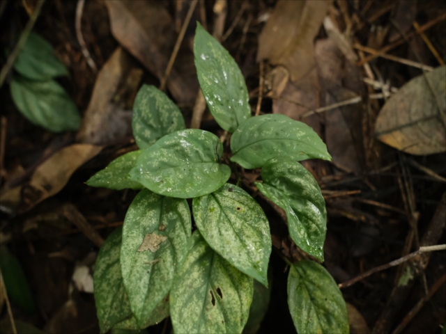 Homalomena sp from Padangsidempuan【AZ0724-1