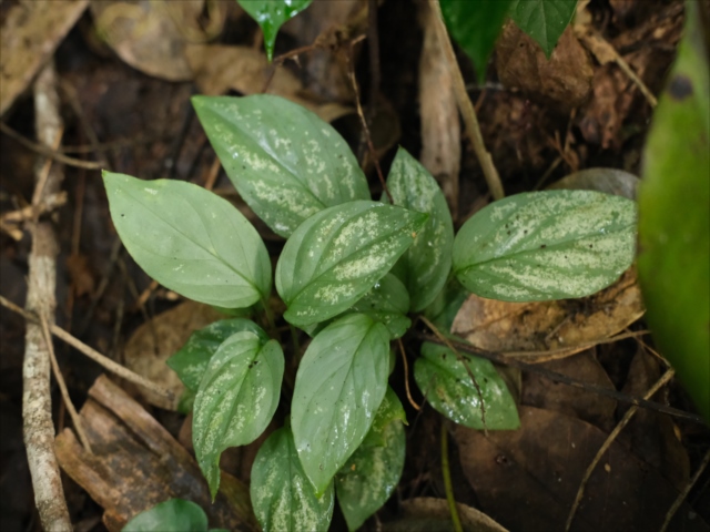 Homalomena sp from Padangsidempuan【AZ0724-1】 - azulaquarium's diary