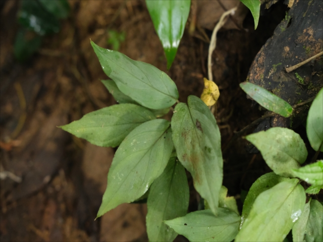 Homalomena sp from Padangsidempuan【AZ0724-1】 - azulaquarium's diary