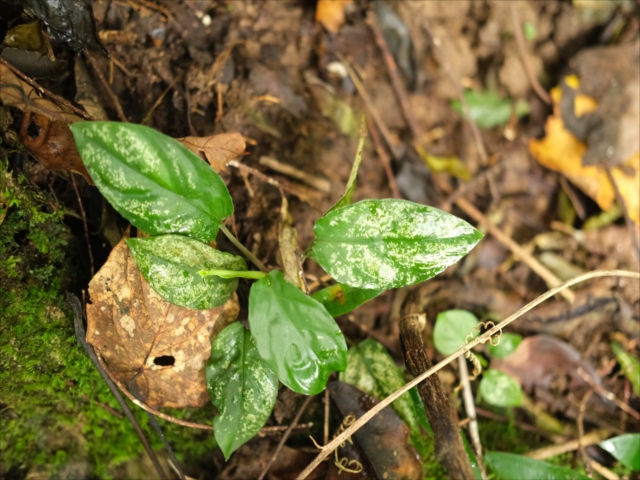 Homalomena sp from Padangsidempuan【AZ0724-1