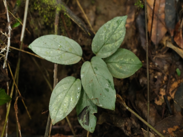Homalomena sp from Padangsidempuan【AZ0724-1