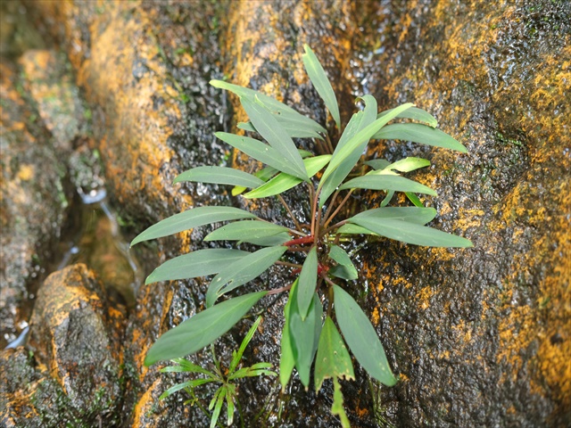 その他観葉植物 Piptospatha Silver Happy Trailing things Thursday🌿 Scindapsus sp 'platinum