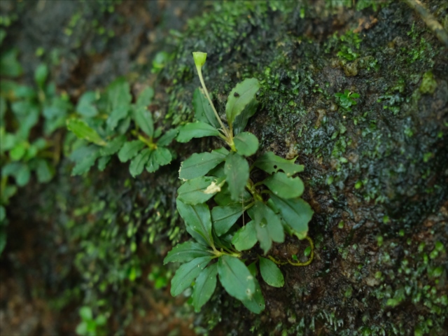 Bucephalandra singtang clump – Chichi's Planted Dreams