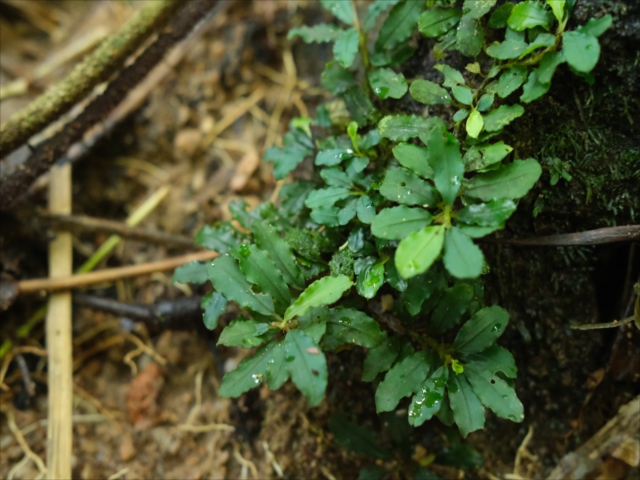 Izuさん　BUCEPHALANDRA sk Bucephalandra sp