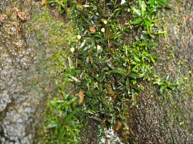 Bucephalandra sp