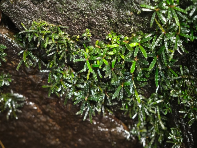 Izuさん　BUCEPHALANDRA sk 今日のbucephalandra – търсене / X