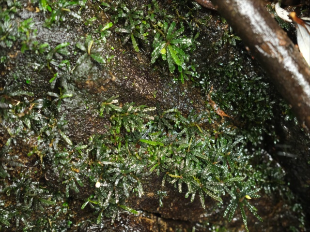ヤーマンさんBUCEPHALANDRA Nanga Pino SuperBlue Bucephalandra sp. Nanga Pinoh Super Blue :) A rare Buce with