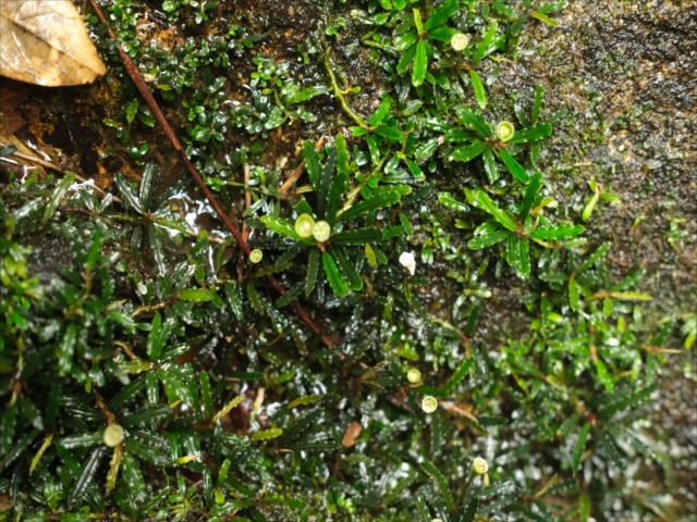 Bucephalandra sp